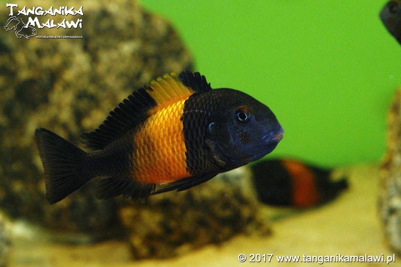 Tropheus sp. 'black' Bemba